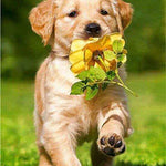 Diamond Painting Labrador & Blume