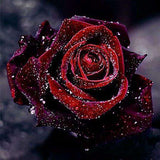Diamond Painting Rote Rose
