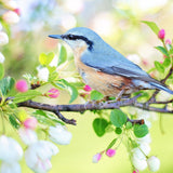Malen nach Zahlen Blauer Vogel