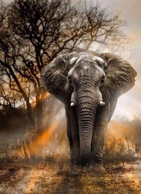 Malen nach Zahlen Elefant mit Sonnenuntergang