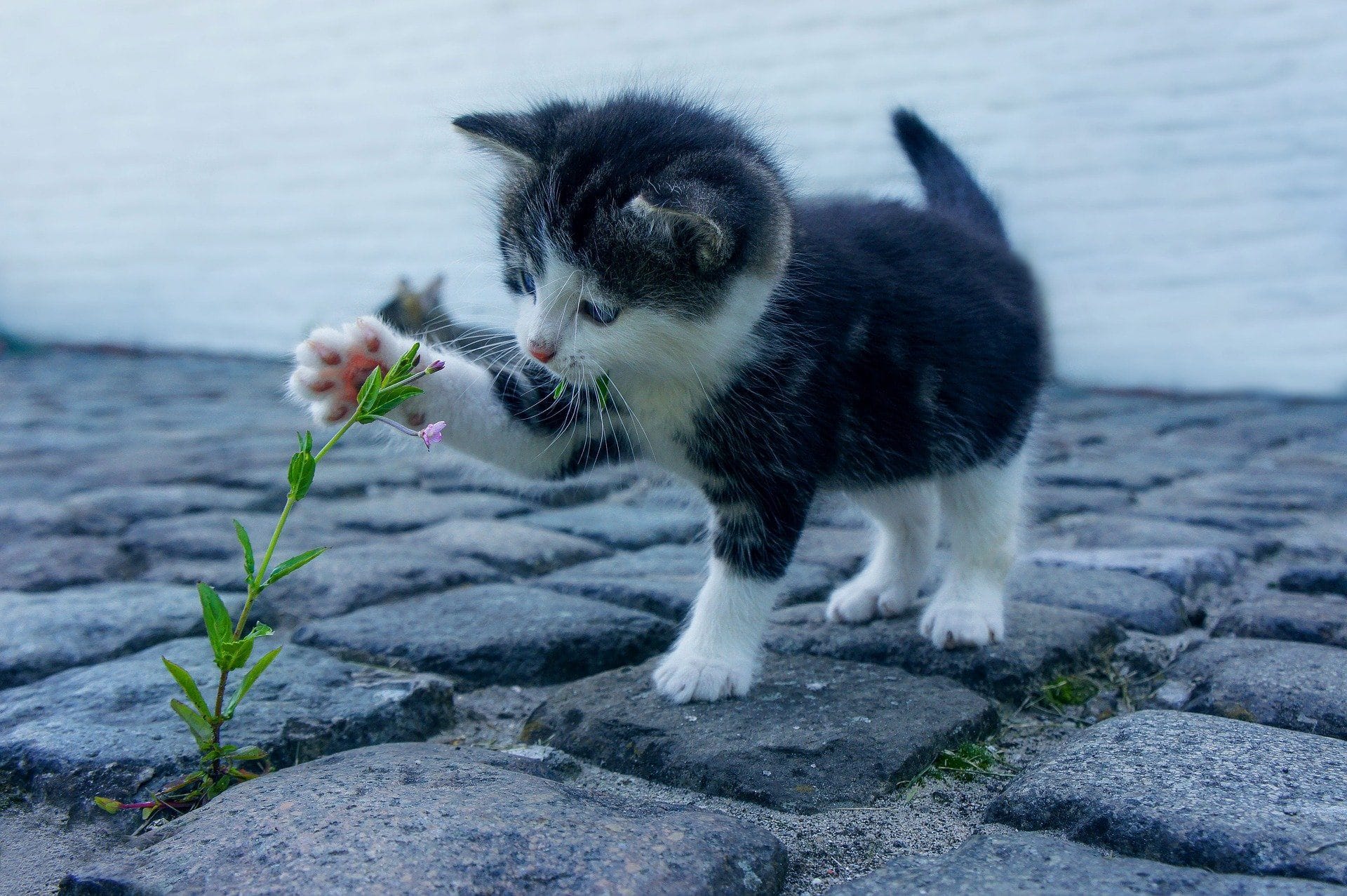 Malen nach Zahlen Spielende Katze