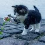 Malen nach Zahlen Spielende Katze