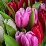 Malen nach Zahlen Tulpen